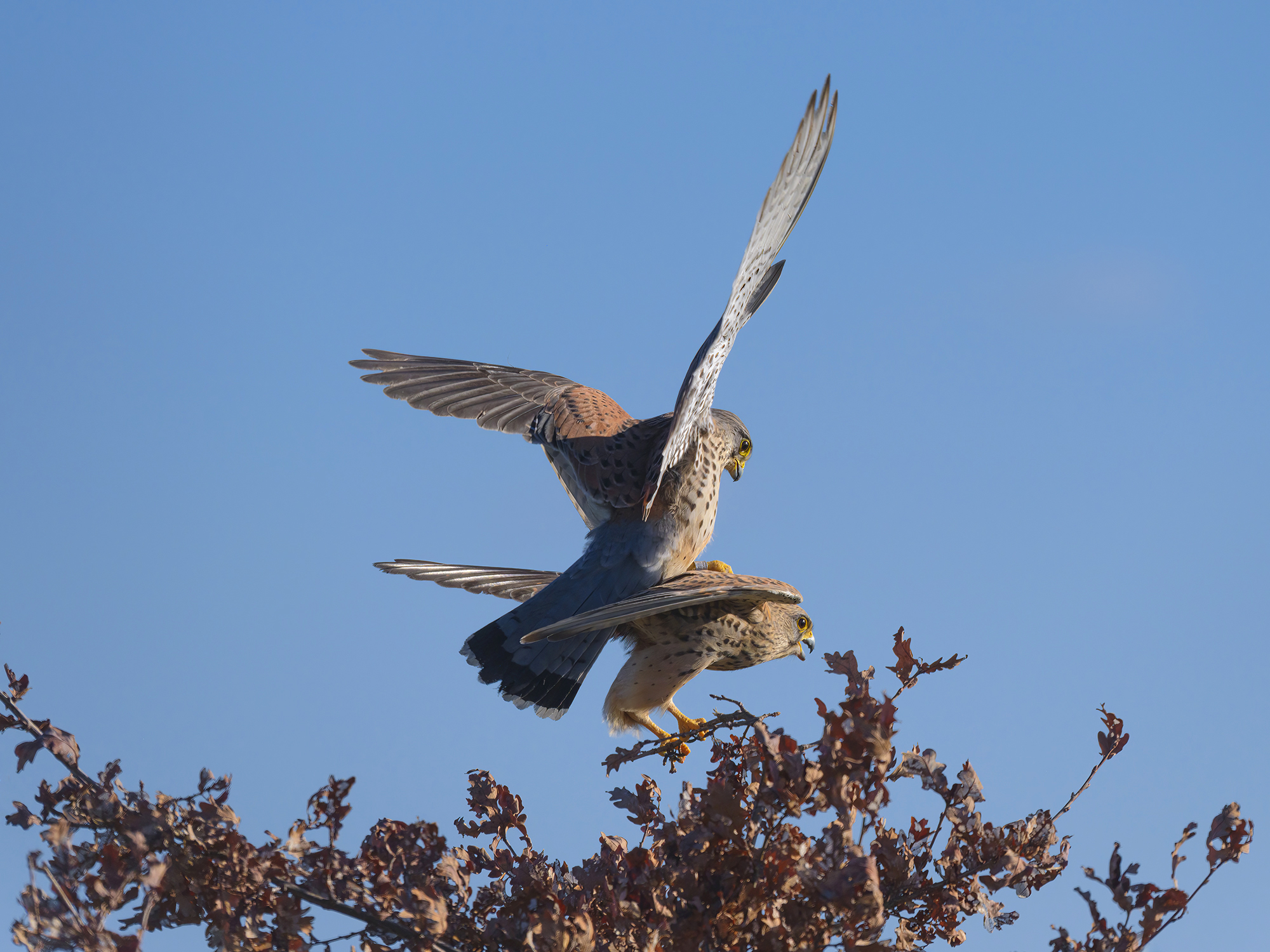 Gleichgewichtstraining, ...